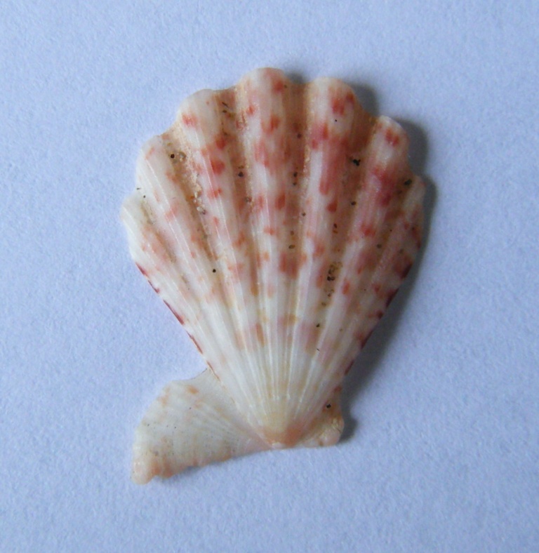 Pecten 2
